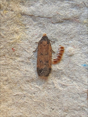 Elachistidae