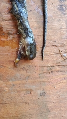 Coluber constrictor mormon