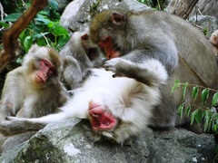 Macaca fuscata fuscata