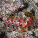 Morrison's Dragonet - Photo (c) Mark Rosenstein, some rights reserved (CC BY-NC)