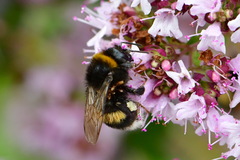 Bombus