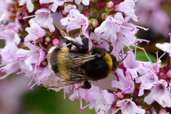 Bombus