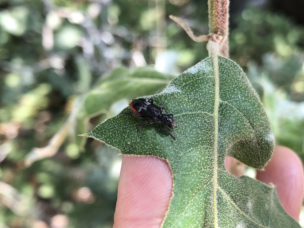 Enoclerus moestus