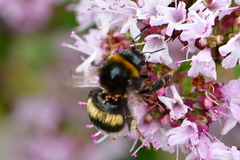 Bombus