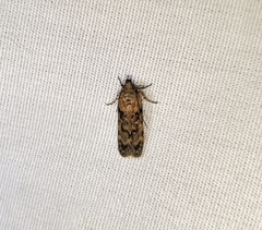 Chionodes thoraceochrella