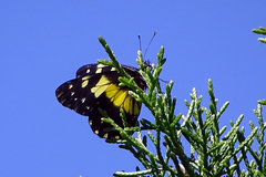 Catasticta sisamnus
