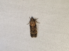 Chionodes thoraceochrella