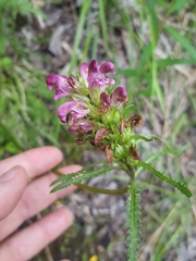 Pedicularis sudetica