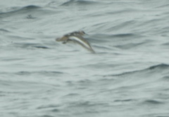 Phalaropus fulicarius