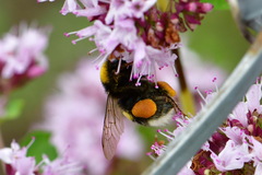 Bombus