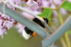 Bombus