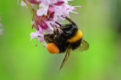 Bombus