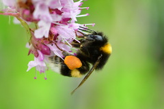 Bombus