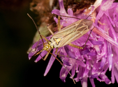 Oncotylus viridiflavus