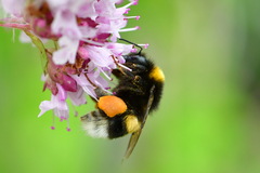 Bombus