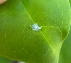 Panaphidina