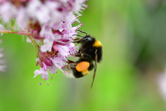 Bombus