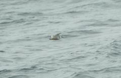 Phalaropus fulicarius