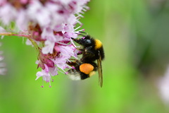 Bombus