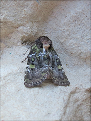 Oligia chlorostigma