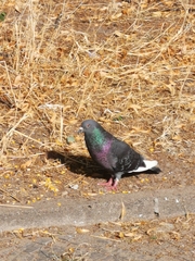 Columba livia domestica