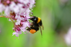 Bombus