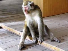 Macaca fuscata fuscata