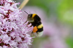 Bombus