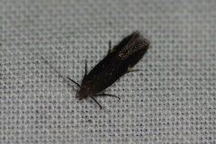 Aproaerema anthyllidella