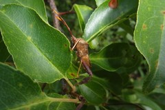 Acanthocephala terminalis