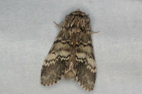 Drymonia ruficornis