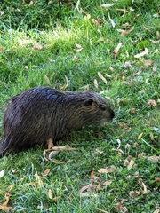 Myocastor coypus