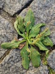Plantago major