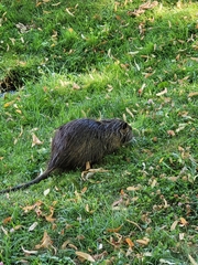 Myocastor coypus
