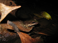 Lithobates palmipes