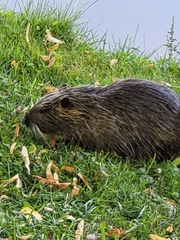 Myocastor coypus