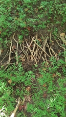 Castorimorpha