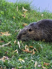 Myocastor coypus