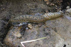 Limax maximus