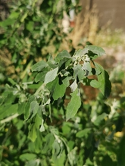 Chenopodium album