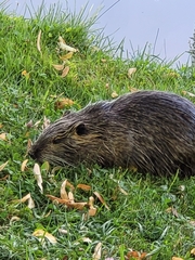 Myocastor coypus