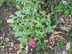 Eriogonum grande rubescens