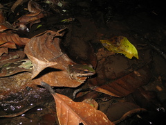 Lithobates palmipes