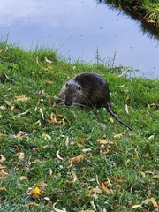 Myocastor coypus