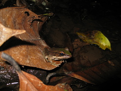 Lithobates palmipes
