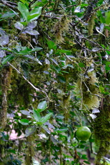 Citrus × aurantiifolia