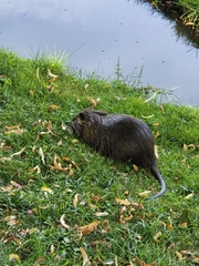 Myocastor coypus