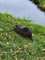Myocastor coypus