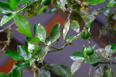 Citrus × aurantiifolia