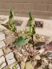 Sonchus oleraceus
